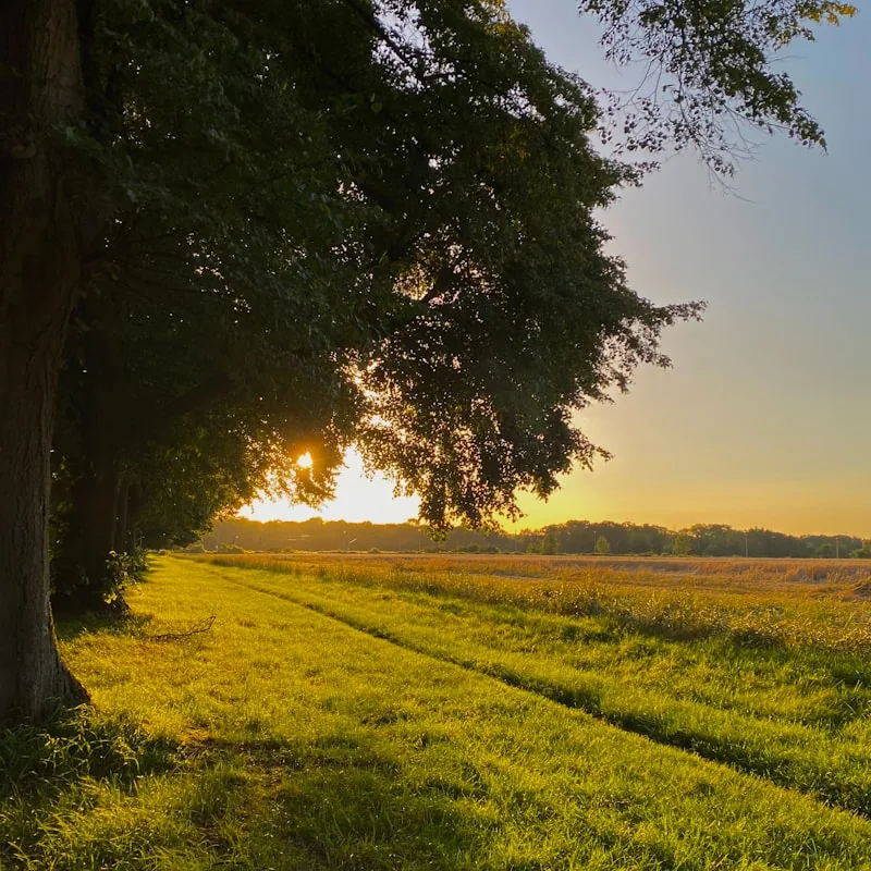 Un chemin de campagne sous un arbre, en fin de journée