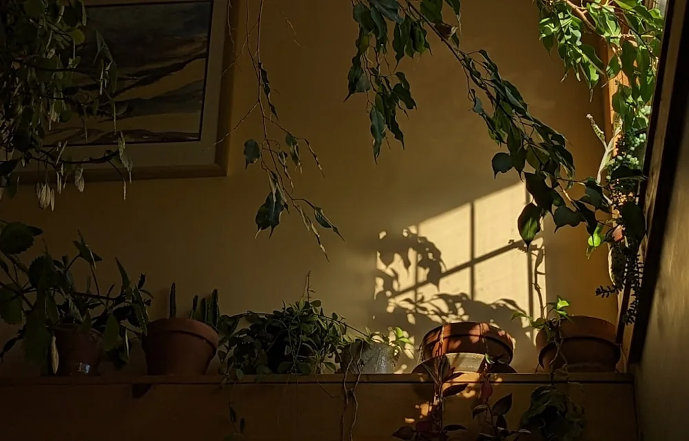 Un rebord de fenêtre baigné de lumière chaude, avec des plantes