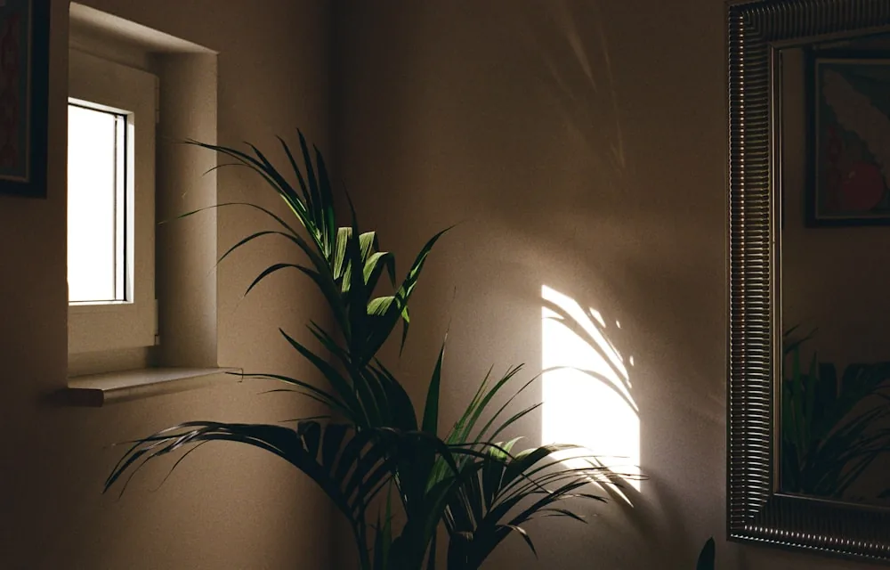 Un coin de pièce éclairé par la lumière d'une fenêtre, avec une plante